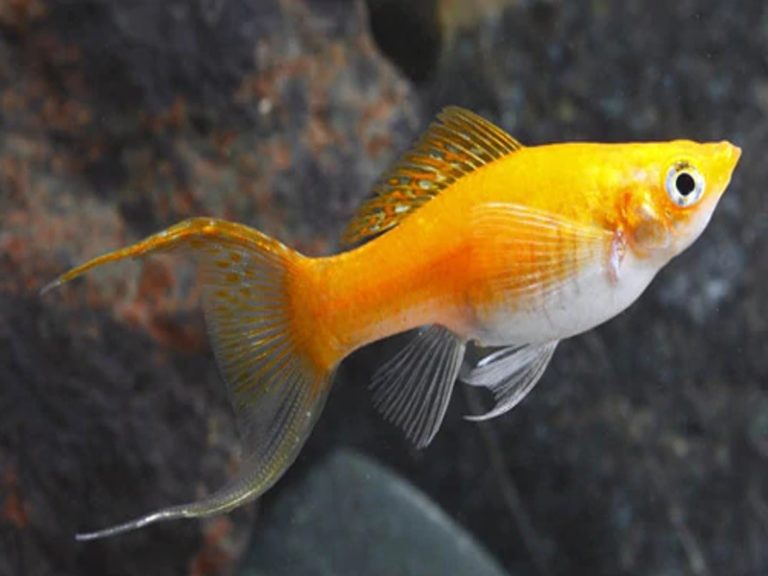 Balloon Molly Fish Price And 15 Common Types Of Mollies