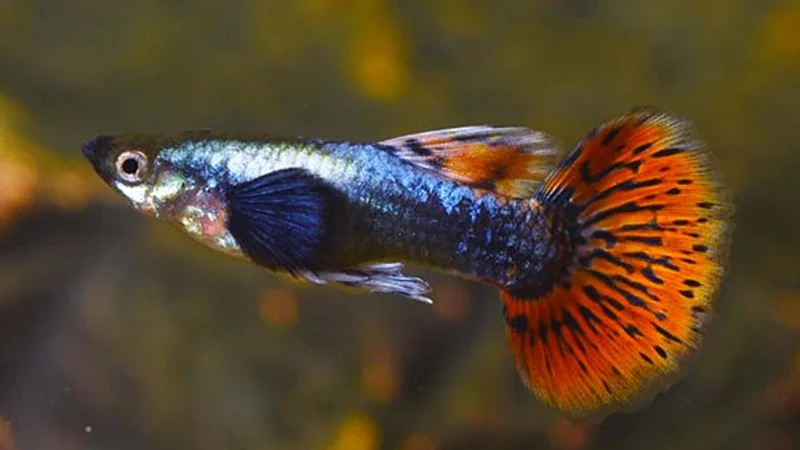 3 Tips About Dumbo Guppy Fish Care For New Aquarists