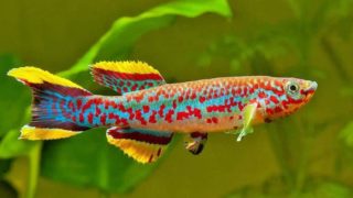 Gardneri Panchax Killifish: 3 Interesting Things To Know