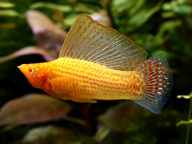 15 Best Molly Fish Colors & Types Friendly For Beginners