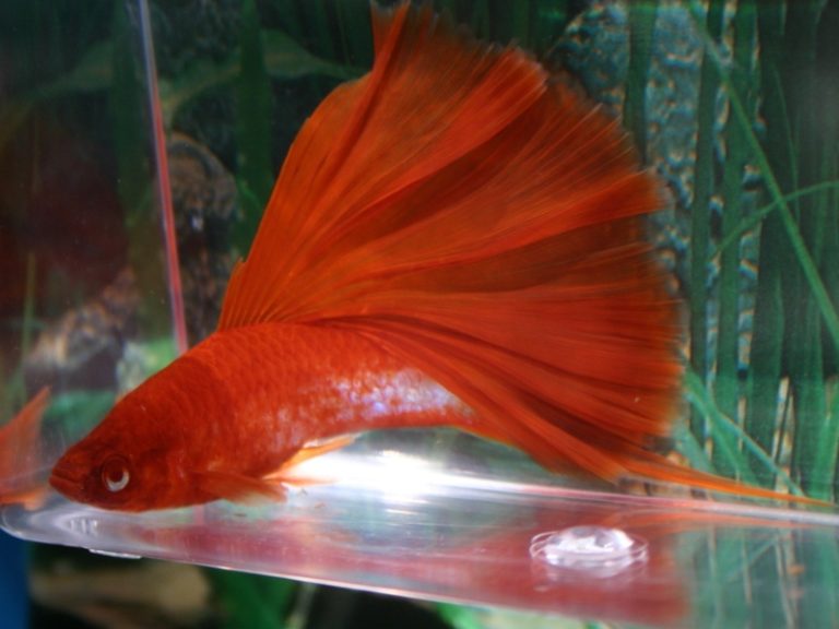 5 Rare Swordtail Fish Breeds For Hobbyists With Expensive Taste