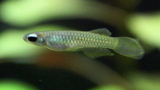 Killifish 5 Gallon Tank: A Good Choice For Your Home