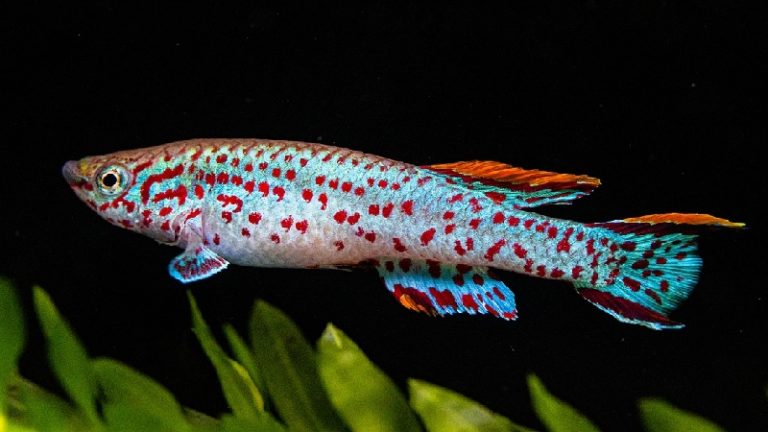 Killifish Planted Tank: Top Reasons Why You Should Get One