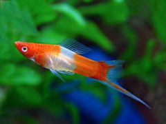 5 Rare Swordtail Fish Breeds For Hobbyists With Expensive Taste