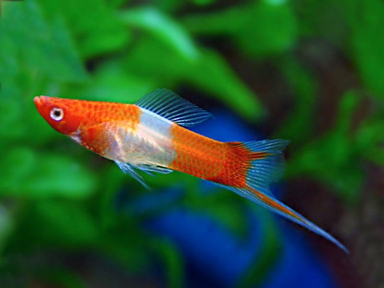 5 Rare Swordtail Fish Breeds For Hobbyists With Expensive Taste