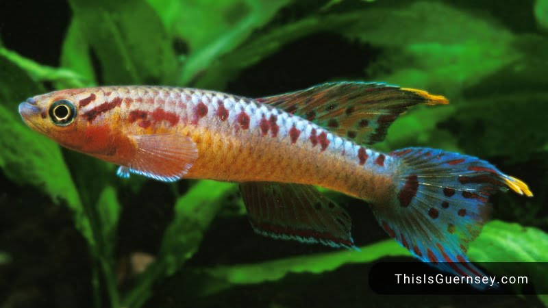 Lampeye Killifish Breeding & Eggs: Things You Should Know