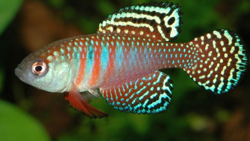 9 Best Common Types Of Non Annual Killifish For Aquarium