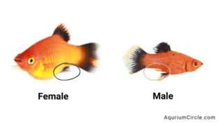 Male Molly Fish Characteristics & Behavior: What To Care