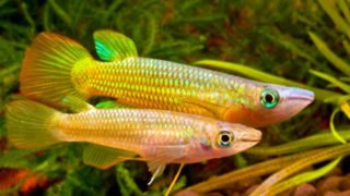 9 Best Common Types Of Non Annual Killifish For Aquarium