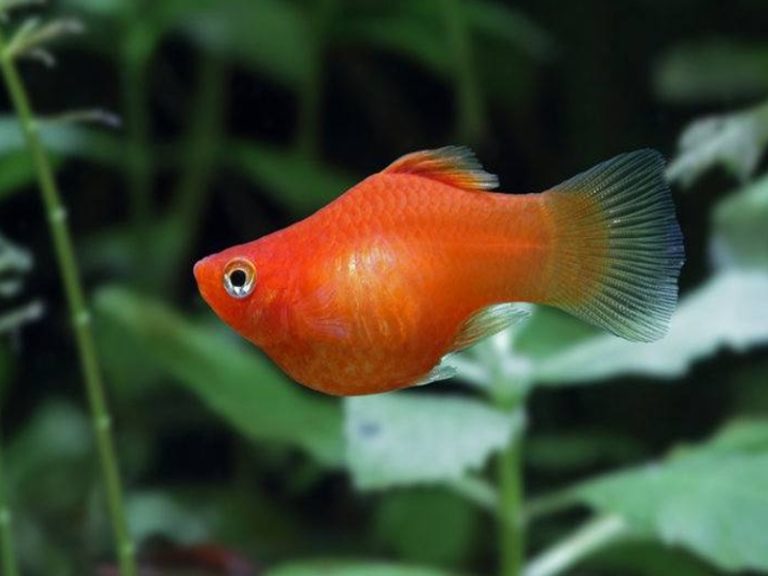 Orange Molly Fish: A Top Selection Includes An Unique Case