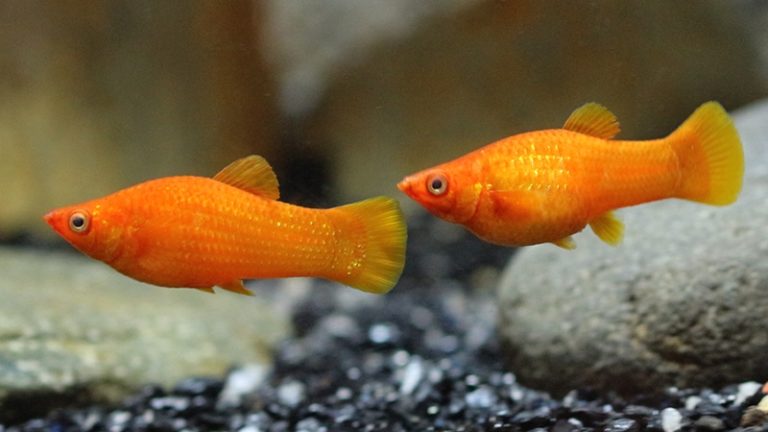 Orange Molly Fish: A Top Selection Includes An Unique Case