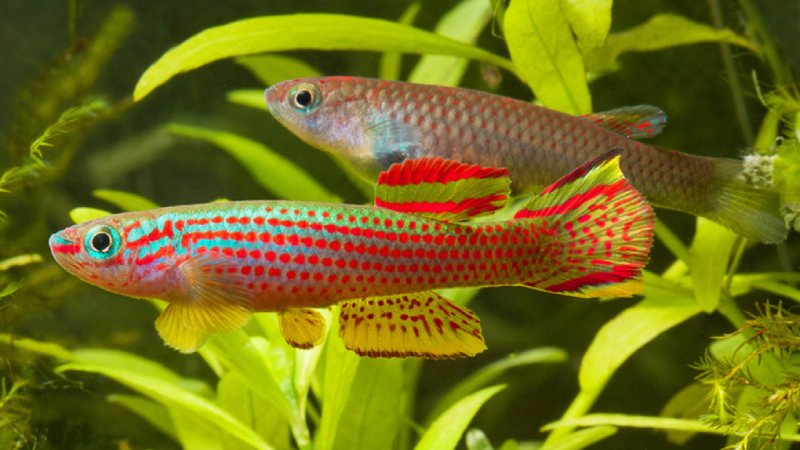 9 Best Common Types Of Non Annual Killifish For Aquarium