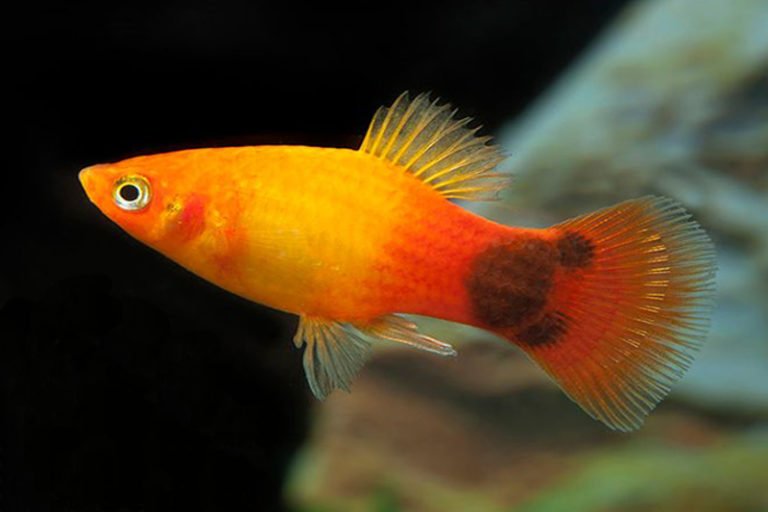 Should You Get 1 Mickey Mouse Platy Fish? Breeding & Tips