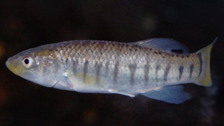 Top 6 Useful Information About Striped Killifish For Bait