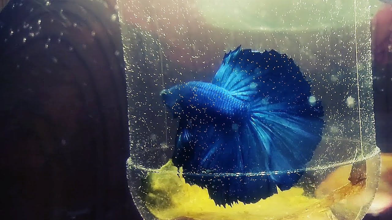 Betta Fish Full Moon Ultimate Care To Expand The Lifespan