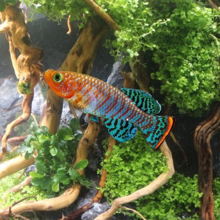 3 Important Notes To Build A Good Killifish Community Tank