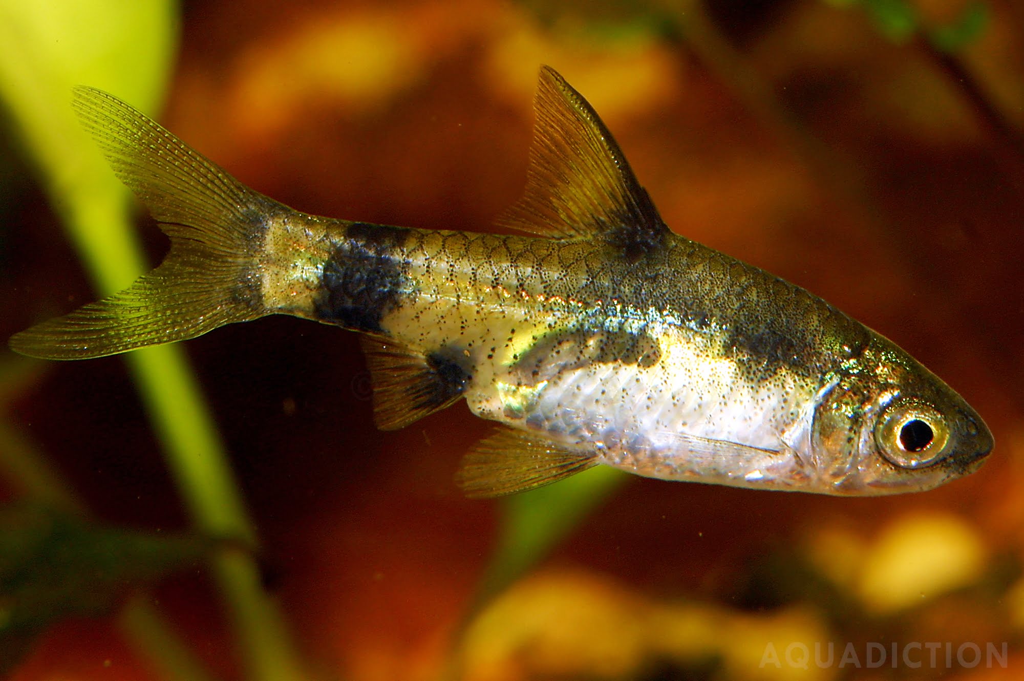 Gold Least Killifish: Top 5 Incredibly Useful Information