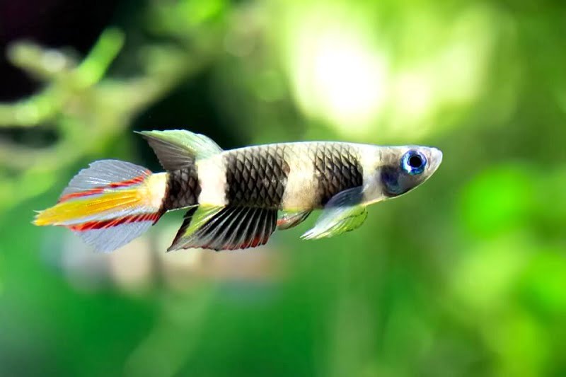 3 Important Notes To Build A Good Killifish Community Tank