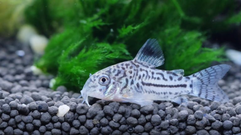 Comparison Of Cory Catfish Vs Otocinclus - Do They Mix Well?