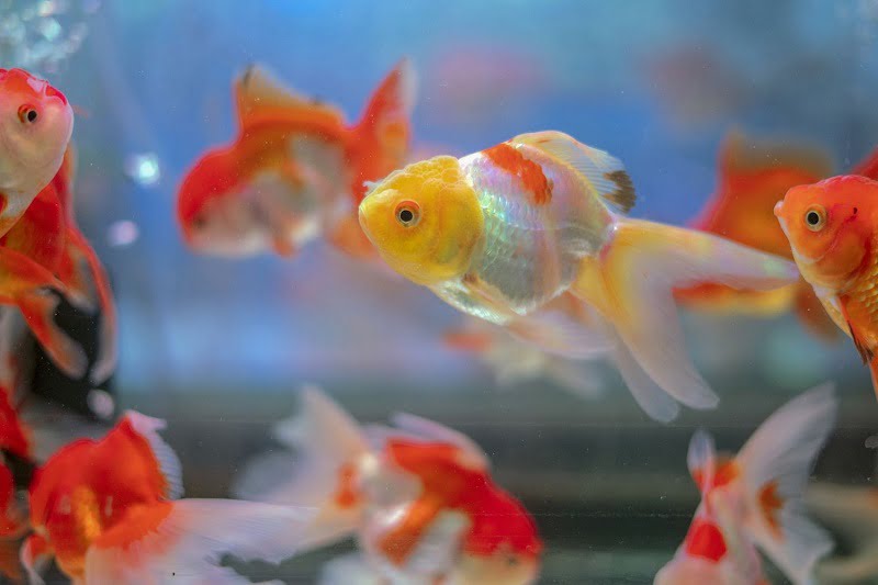 Do Goldfish Have Personalities? - 3 Important Things For You