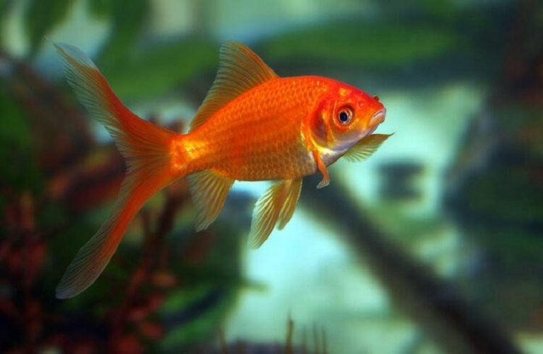 Do Goldfish Live In The Ocean? - Best Answer & Explanation