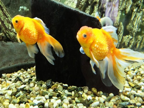 Quick Tips: How To Know Goldfish Playing Or Fighting