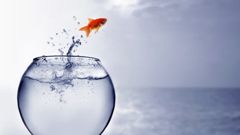 top-3-information-why-the-goldfish-jumping-out-of-the-tank