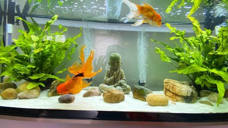 Goldfish Tank Decor: Adding decorations to your fish tank