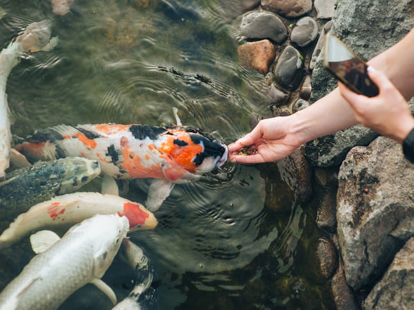 Why Do Koi Fish Jump Out Of The Water? - Reasons & Solutions