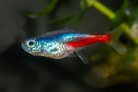 5 Profesionals' Tips On To How To Keep Neon Tetras Alive