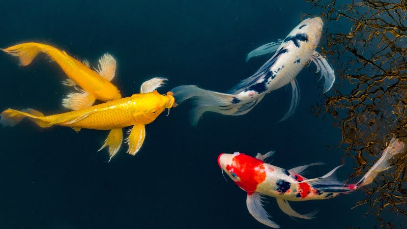 Is Koi Fish Lucky 3 Facts About The Meaning Of Koi Fish