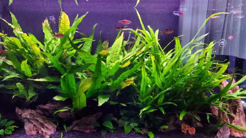 Top 8 Best Plants For Cory Catfish - How To Choose?