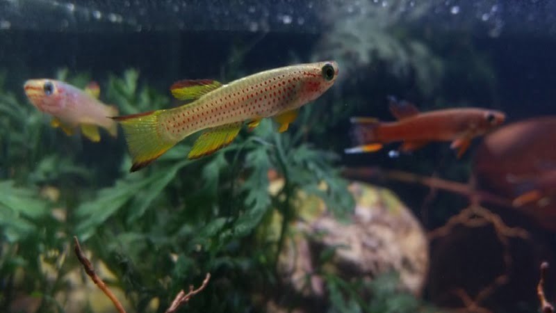 how-to-best-understand-killifish-scientific-name