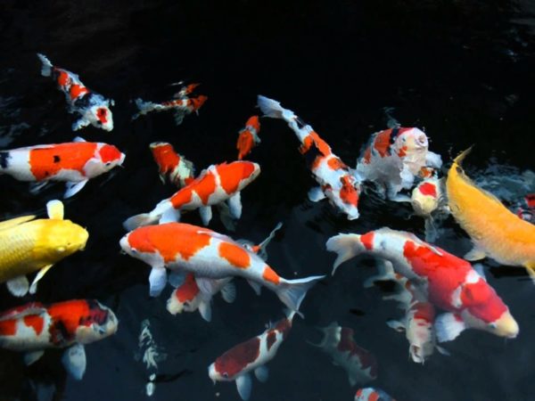 Is Koi Fish Lucky - 3 Facts About The Meaning Of Koi Fish