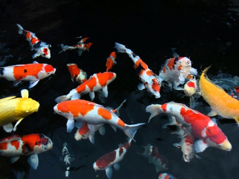 What Does Koi Mean As A Name