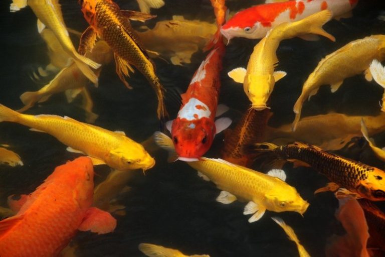 is-it-illegal-to-eat-koi-fish-in-japan-is-it-a-bad-idea