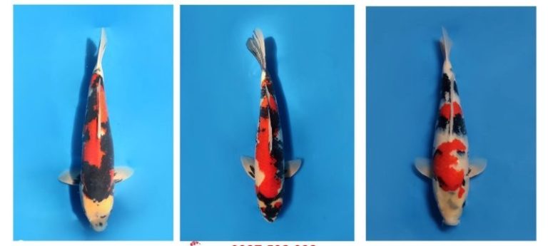 is-it-illegal-to-eat-koi-fish-in-japan-is-it-a-bad-idea