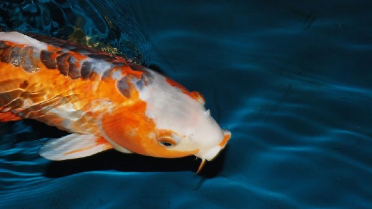 Are Koi Fish Aggressive? Here's What You Need to Know