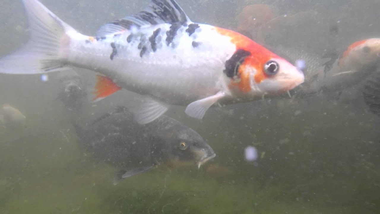 Why Do Koi Fish Jump And 5 Simple Guidance To Prevent This