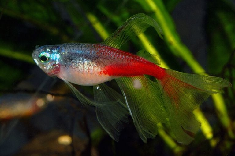 9 Interesting Neon Tetra Fish Types For Your Aquarium