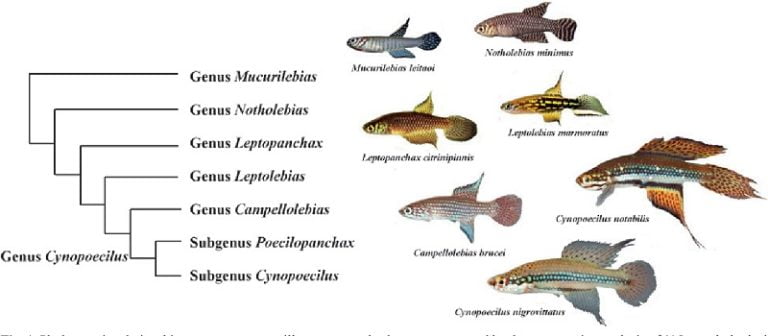 how-to-best-understand-killifish-scientific-name