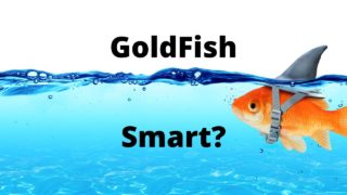 What Is The IQ Of A Goldfish? Discover Their Amazing Smart