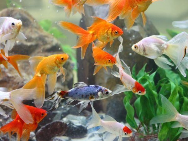 Goldfish 10 Gallon Tank: About Ideal Goldfish Tank Size