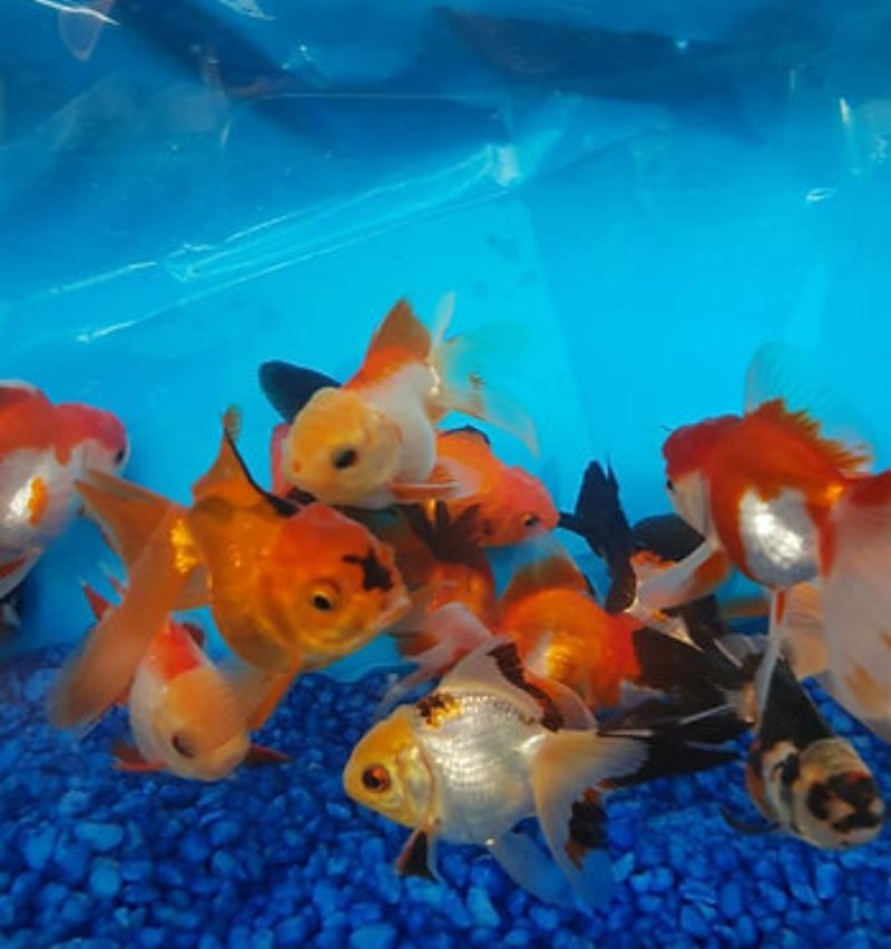 Pink Oranda Goldfish: Top 7 Things That You Need To Know