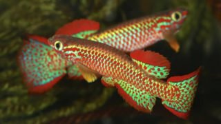 5 Species Of West African Killifish: How Beauty Of Nature Is