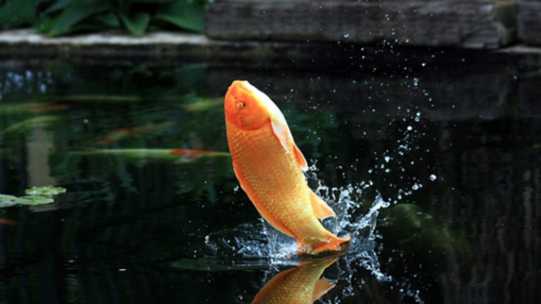 Why Do Koi Fish Jump And 5 Simple Guidance To Prevent This