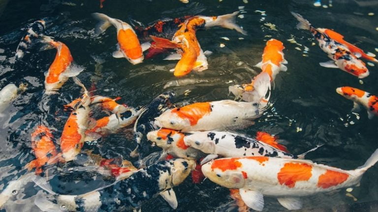 Why Do Koi Fish Jump Out Of The Water? - Reasons & Solutions