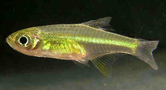 yellow neon tetra fish