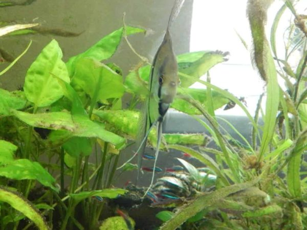 q-a-do-angelfish-eat-algae-amazing-aquarium