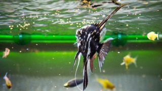 5 Best Freshwater Angelfish Food: Ideal For Healthy Growth